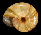 <em>Austrorhytida barringtoniana</em>, ventral view.