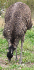 Emu, Tidninbilla Nature Park, ACT