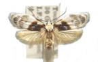 <I>Callimima lophoptera</I> (Lower, 1894) [photo by Len Willan]