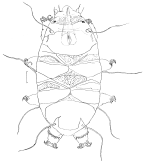 Echiniscoididae: <i>Echiniscoides</i> sp. female, habitus