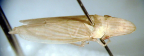 <I>Hecalus pallescens </I>Stål, macropterous female.