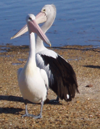Australian Pelicans, Kangaroo Island, South Australia