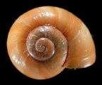 <em>Macrodelos hobsoni</em>, dorsal view.
Diameter of shell: 6 mm