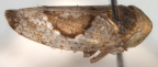 <i>Hishimonus malipatili</i> Fletcher & Dai, holotype male