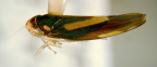 <I>Ishidaella anemolua </I>(Kirkaldy), adult.