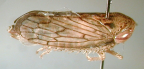 <i>Protartessus spinosus</i> (Evans), adult female.
