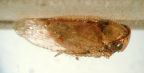 <i>Chinaella argentata</i> Evans, type species of <i>Chinaella</i> Evans.