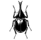 <I>Xylotrupes gideon</I> (Linnaeus, 1767)