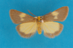 <i>Ionthas ataracta</i> Hampson, 1914, male