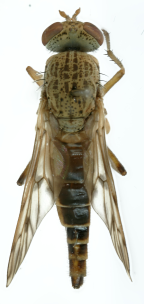 <I>Neodialineura bagdad</I>  Female