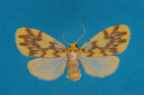 <i>Gymnasura prionosticha</i> (Turner, 1940), male