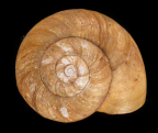 <em>Austrorhytida nandewarensis</em>, dorsal view.
Diameter of shell: 24 mm