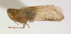 <i>Leptolamia bifurcata</i> Löcker, adult male