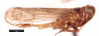 <i>Ozoliarus bumarangoides</i> Löcker, adult