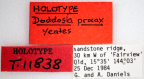 <i>Doddosia procax</i> Holotype label