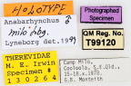<i>Anabarhynchus milo</i> Holotype label
