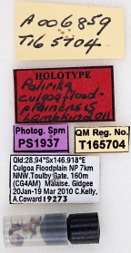 <i>Palirika culgoafloodplainensis</i> Holotype labels and genitalia vial.