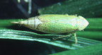 <I>Stirellus fatigandus </I>(Kirkaldy), semibrachypterous female.