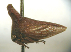 <i>Eufrenchia falcata</i> (Walker), type species of <i>Eufrenchia</i> Goding.
