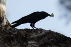 Little Raven stealing an egg