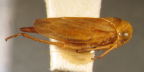 <i>Musgraviella tasmaniensis</i> Evans, type species of <i>Musgraviella</i> Evans.