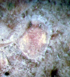 Habitus puparia of <I>Lipaleyrodes atriplex</I>
