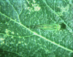 <I>Empoasca</i> (<i>Kybos</i>) <i>lindbergi</I> Linnavuori, adult with damage to host leaf.