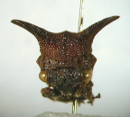 <i>Eufairmairia fraternus</i> Distant, adult female, frontal view.