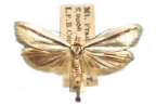 <I>Phytotrypa anachorda</I> (Meyrick, 1884) [photo by Len Willan]