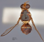 <i>Dacus (Bactrocera) allwoodi</i> Holotype