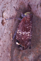 <I>Platybrachys decemmacula </I>(Walker), adult male