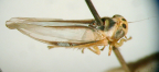 <i>Dialecticopteryx</i> (<i>Dialecticopteryx</i>) <i>australica</i>, type species of <i>Dialecticopteryx</i> (Dialecticopteryx</i> Kirkaldy).