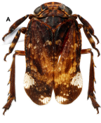 <i>Olonia guillaumei</i> Constant, holotype male.