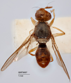 <i>Psilodacus exiguus</i> Holotype