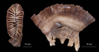 Calicular and lateral view of Rhizotrochus flabelliformis