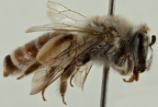 <i>Goniocolletes abdominalis</i>, lateral view