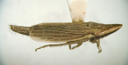 <I>Euacanthella palustris </I>Evans, macropterous female.