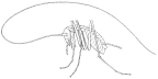 Nocticolidae