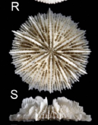 Calicular and lateral view of Fungiacyathus (F.) paliferus
