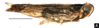 <i>Nesochlamys capensis</i> Löcker, adult