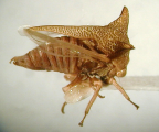<I>Alosextius carinatus</I> (Funkhouser), adult female.