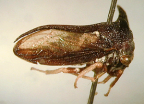 <i>Otinotoides</i> sp., adult.