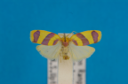 <i>Parascaptia dochmoschema</i> (Turner, 1940), male