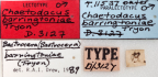 <i>Chaetodacus barringtoniae</i> Lectotype label