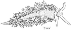 Family Aeolidiidae. <i>Aeolidiella </i>.(from Beesley, Ross & Wells 1998) [S. Weidland]