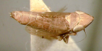 <i>Warlucephala reversa</i> Fletcher, paratype male.