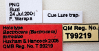 <i>Bactrocera (Bactrocera) torresiae</i> Holotype label