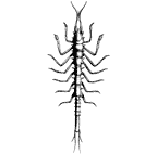 <I>Leviapseudes leptodactylus</I>