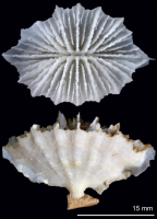 Calicular and lateral views of Flabellum (U.) hoffmeisteri