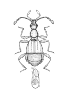 <I>Pselaphophus atriventris </I>(Westwood)
